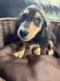 ミニチュアダックスフンド(ロング)【埼玉県・男の子・2023年7月25日・ブラック&イエロー】の写真3