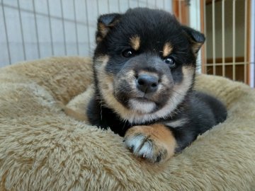 柴犬(標準サイズ)【静岡県・女の子・2021年10月7日・黒】の写真「母親似で目は大きく顔や体は綺麗で人懐っこく元気です」
