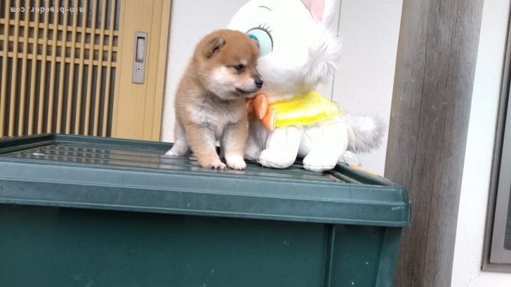 鷲山義昭ブリーダーのブログ：豆柴子犬元気に育ってます