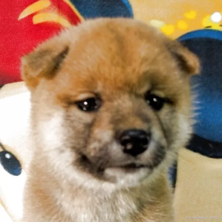 T.B 様のお迎えした子犬
