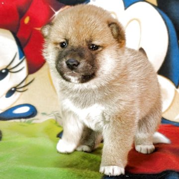 柴犬(標準サイズ)【静岡県・女の子・2025年11月11日・赤】の写真「柴といえば赤でしょ!　緋赤が自慢で優良血統の女の子」