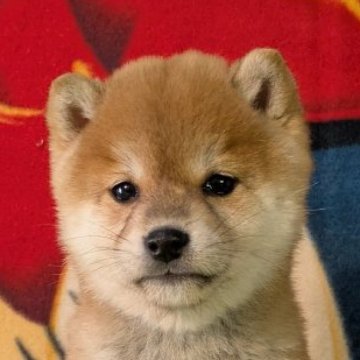 柴犬(豆柴)【静岡県・男の子・2024年11月2日・赤】の写真「母さん似の可愛い男の子」