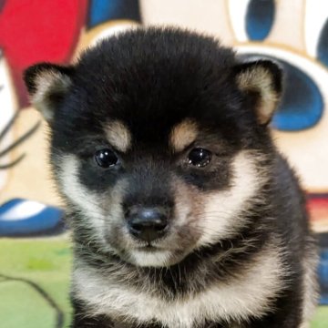 柴犬(豆柴)【静岡県・女の子・2025年9月12日・黒】の写真「両親とも三代祖以上の豆柴認定犬です。可愛いでしょ。」