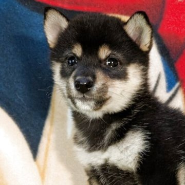 豆柴【静岡県・女の子・2025年9月12日・黒】の写真「両親とも三代祖以上の豆柴認定犬です。可愛いでしょ。」