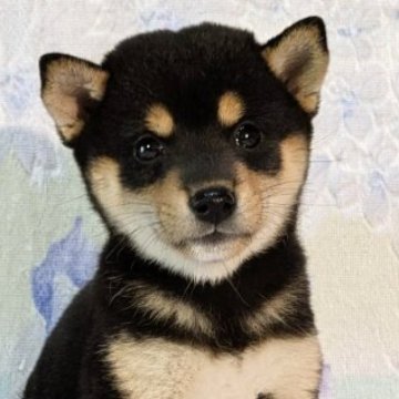 柴犬(豆柴)【静岡県・女の子・2025年8月15日・黒】の写真「母さん似の可愛くて、しっかり者の女の子」
