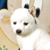豆柴