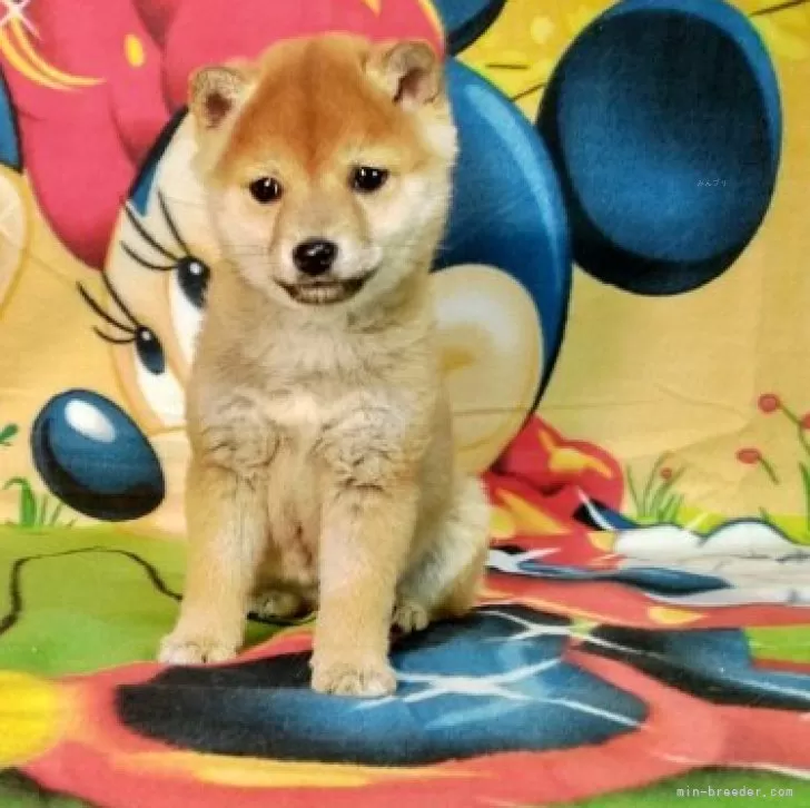 T.Y 様のお迎えした子犬