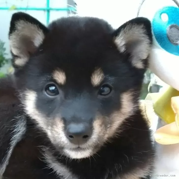 アニキ 様のお迎えした子犬
