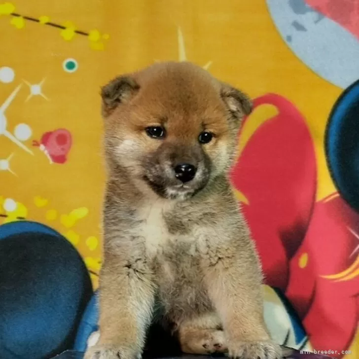 T.O 様のお迎えした子犬