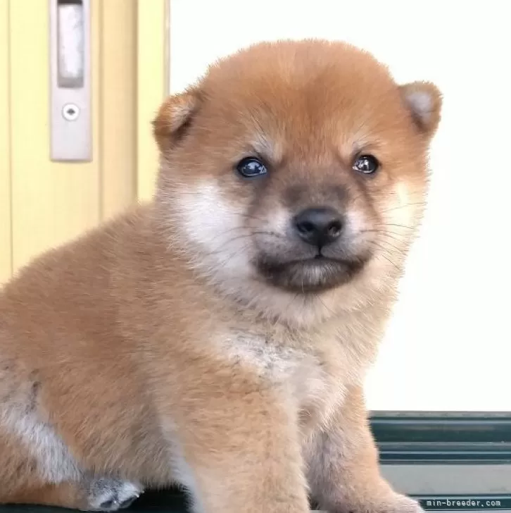 ID：2405-03813の子犬