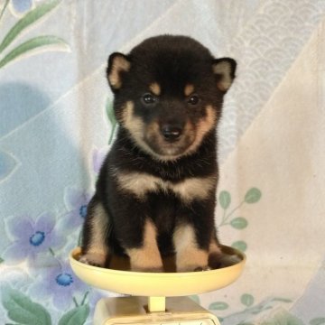 柴犬(豆柴)【静岡県・男の子・2024年8月14日・黒】の写真「人なつこくおとなしいイケメンくん」