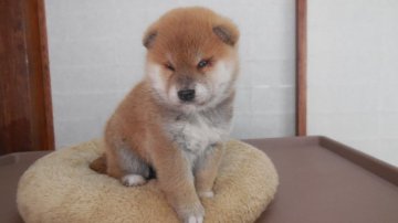 柴犬(標準サイズ)【静岡県・女の子・2022年1月21日・赤】の写真「毛足が長くて顔や体は綺麗で人懐っこく元気です。」