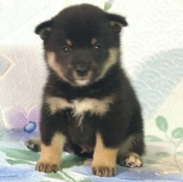柴犬(豆柴)【静岡県・男の子・2024年8月14日・黒】の写真「人なつこくおとなしいイケメンくん」