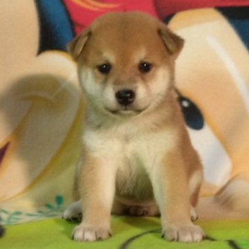 柴犬(標準サイズ)【静岡県・女の子・2024年8月16日・赤】の写真「両親ゆずりの綺麗な赤毛の落ち着いた女の子」