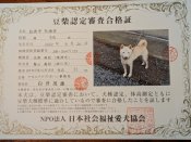 柴犬【・男の子・2022年8月26日・白】