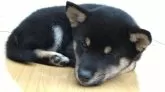 豆柴【静岡県・男の子・2024年8月14日・黒】の写真5「眠くってたまりません。💤💤」