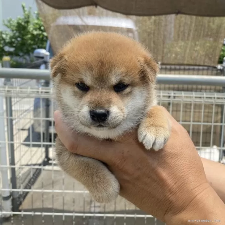 ID:2507-04254の子犬