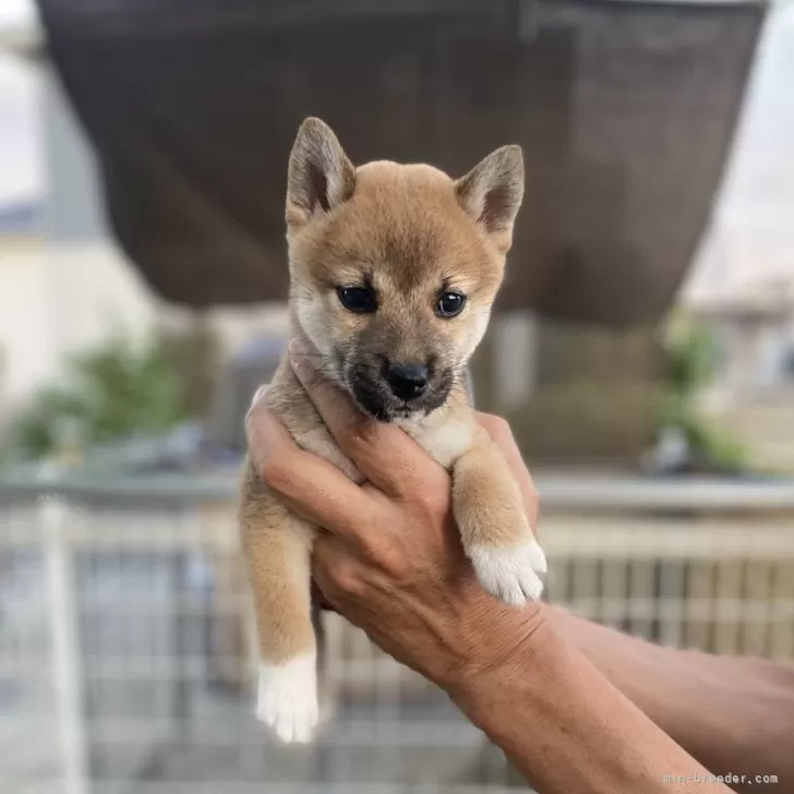 ID：2510-01208の子犬