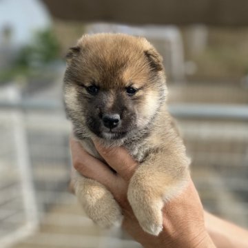 柴犬(豆柴)【岡山県・男の子・2025年9月14日・赤】の写真「たぬき顔のオスです」