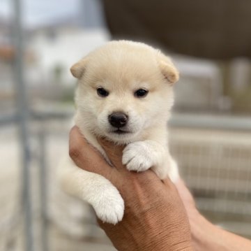 柴犬(標準サイズ)【岡山県・女の子・2025年8月10日・白】の写真「可愛い顔してます」
