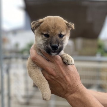 柴犬(標準サイズ)【岡山県・男の子・2025年8月18日・赤】の写真「男前です」