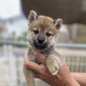 柴犬(標準サイズ)【岡山県・男の子・2025年8月17日・赤】の写真「柴犬らしい渋さがあります」