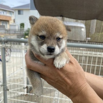 柴犬(標準サイズ)【岡山県・女の子・2025年8月3日・赤】の写真「可愛らしいです」