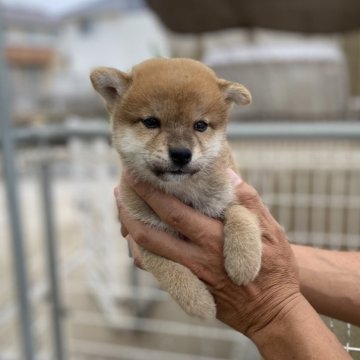 柴犬(標準サイズ)【岡山県・男の子・2025年8月18日・赤】の写真「可愛い顔です」