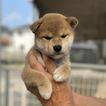 柴犬(標準サイズ)【岡山県・男の子・2025年6月23日・赤】の写真「たぬき顔の柴犬です」