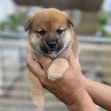 柴犬(標準サイズ)【岡山県・男の子・2025年8月10日・赤】の写真「男前です」