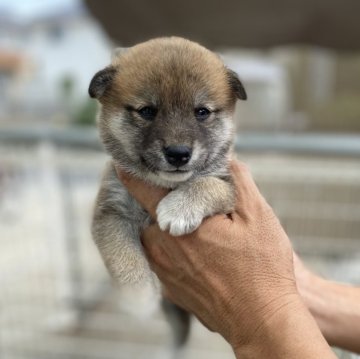 柴犬(標準サイズ)【岡山県・女の子・2025年8月3日・赤】の写真「おとなしい性格です」