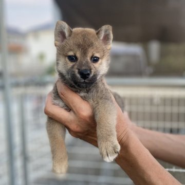 柴犬(標準サイズ)【岡山県・男の子・2025年8月17日・赤】の写真「柴犬らしい渋さがあります」