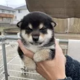 柴犬(標準サイズ)【岡山県・女の子・2025年1月20日・黒】の写真1