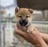 柴犬(標準サイズ)