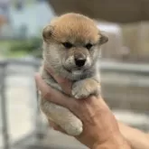 柴犬(標準サイズ)