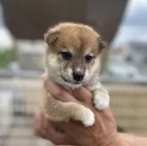柴犬(標準サイズ)