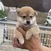柴犬(標準サイズ)