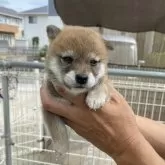 柴犬(標準サイズ)