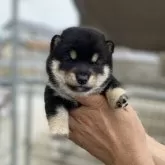 豆柴