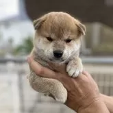 柴犬(標準サイズ)
