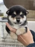 柴犬(標準サイズ)【岡山県・女の子・2025年1月20日・黒】の写真2