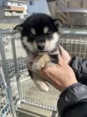 柴犬(標準サイズ)【岡山県・男の子・2024年12月30日・黒】の写真2