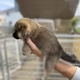豆柴【岡山県・男の子・2025年9月14日・赤】の写真3