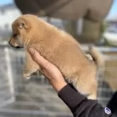 柴犬(標準サイズ)【岡山県・女の子・2025年10月12日・赤】の写真3