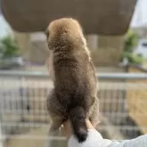 豆柴【岡山県・男の子・2025年9月14日・赤】の写真4