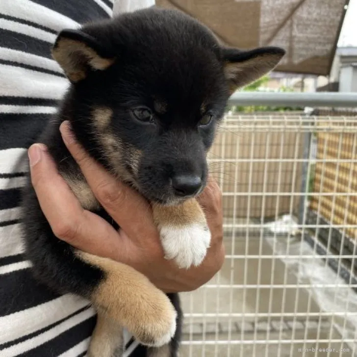 ID：2306-05444の子犬