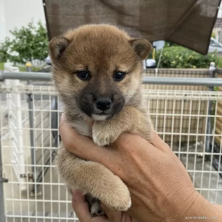 ID：2407-08318の子犬