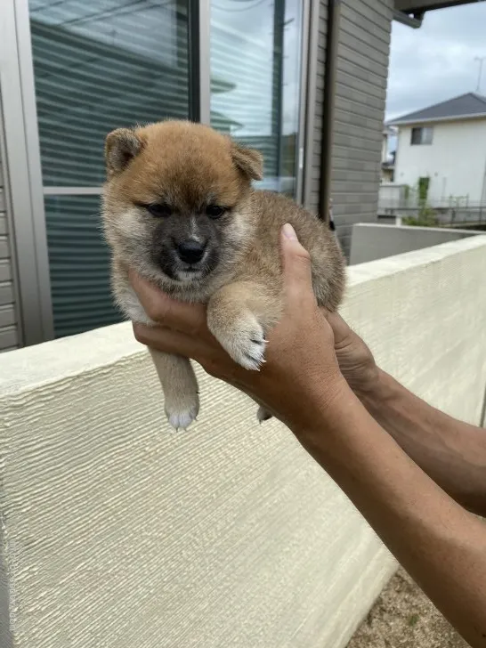 ID：2108-01832の子犬
