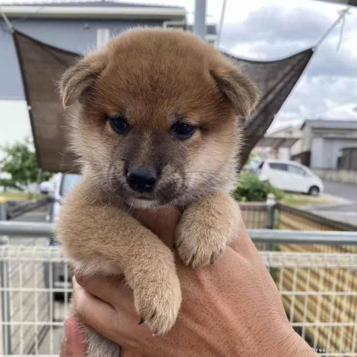 ID：2407-05313の子犬