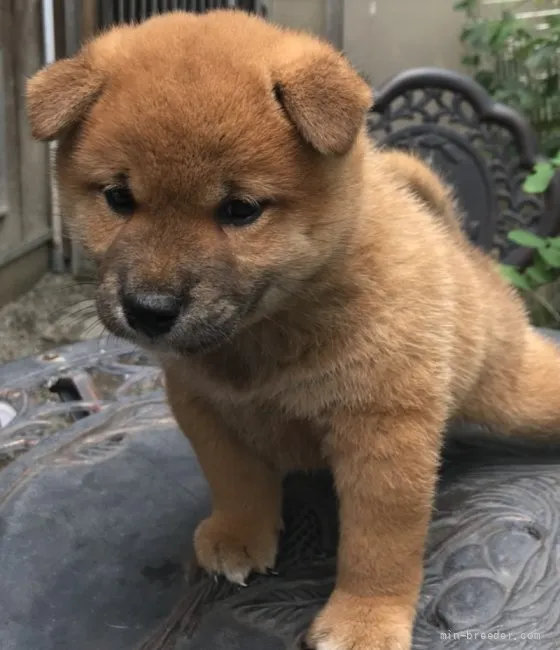 ID：2109-01065の子犬